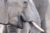 Serondella - Elephant sideshot2 Serondella - Elephant sideshot2